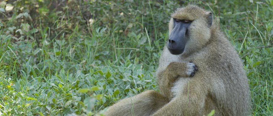 7 Days Wild Soul Safari