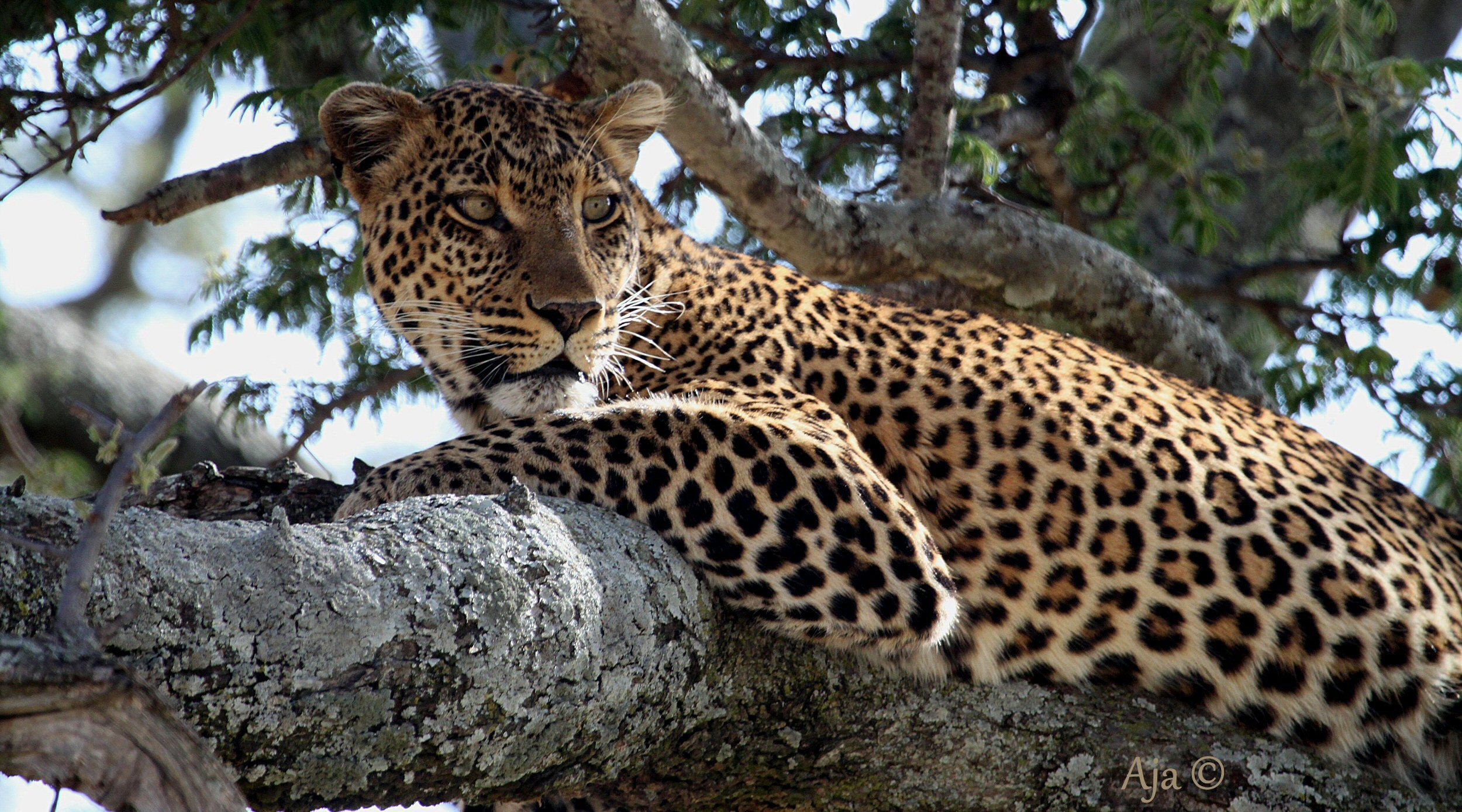 10-Day Kenya Safari Legends: 10 Days of Wildlife and Culture