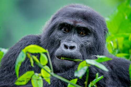 7-Day Masai Mara to Bwindi Adventure