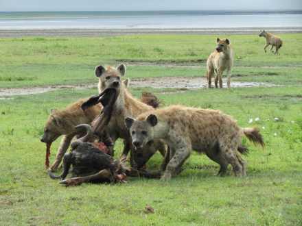 11 Days Tanzania Bush and Beach Safari
