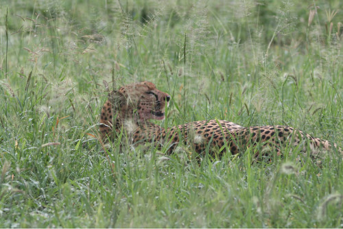 肯尼亚10天经典Safari之旅