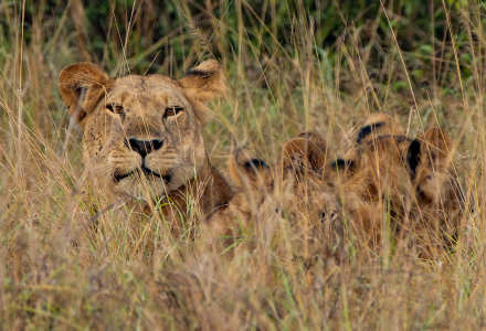 7-Day Uganda Primates & Wildlife Safari