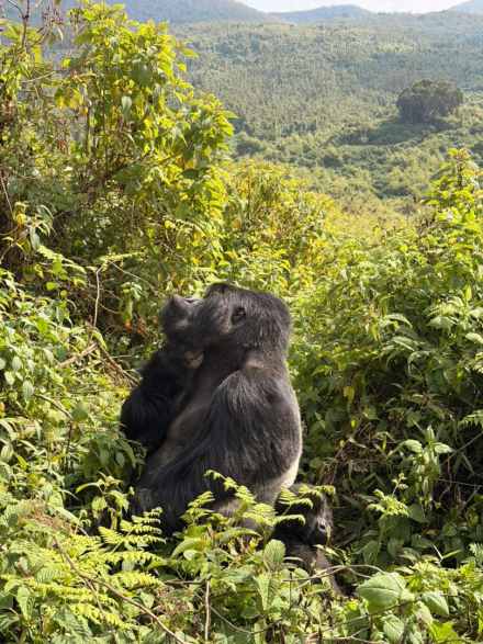 5日阿卡盖拉大五野生动物Safari与乌干达大猩猩徒步之旅