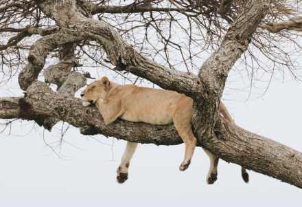 3-Day Tarangire, Ngorongoro Crater and Lake Manyara National Park 