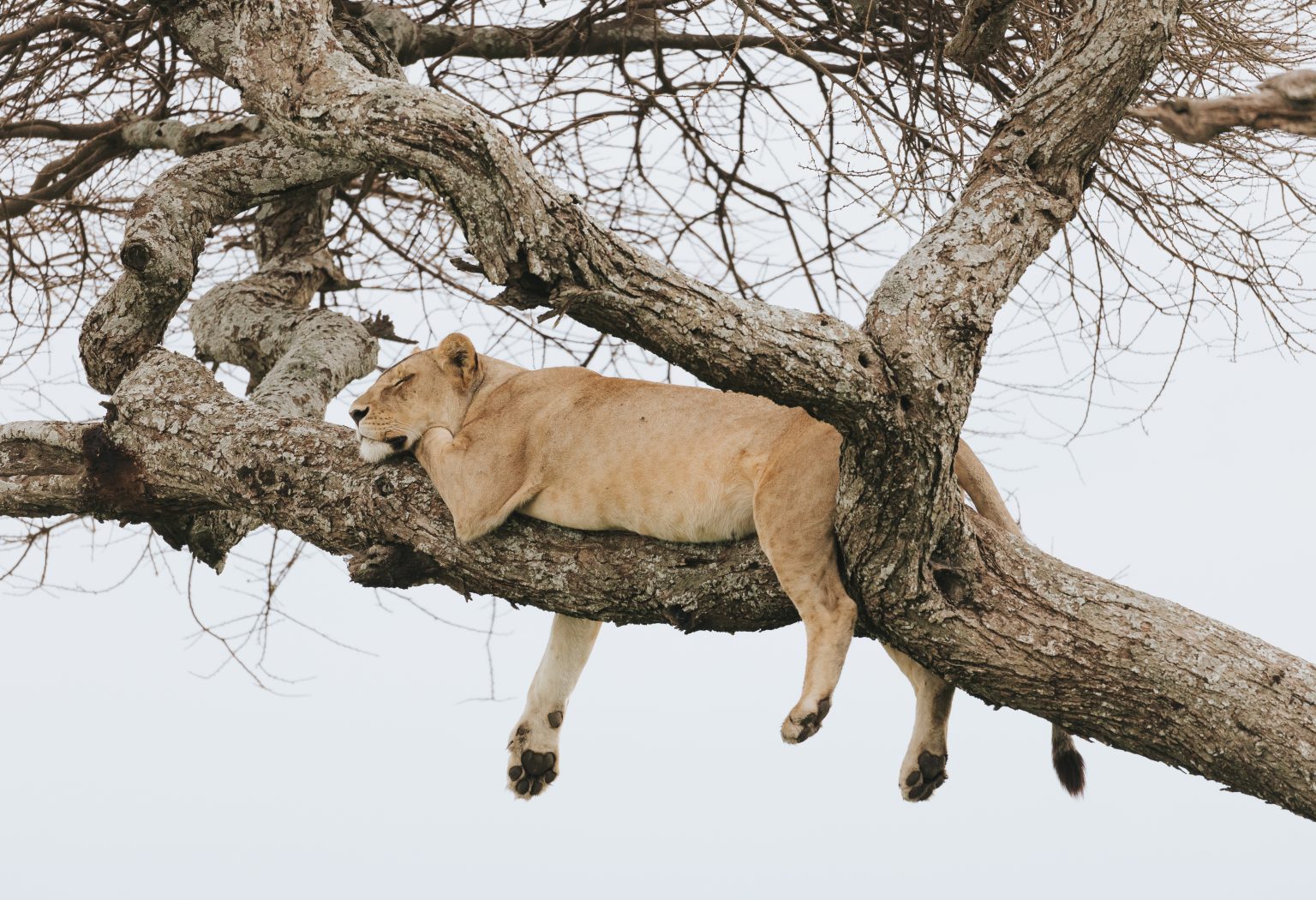 3-Day Tarangire, Ngorongoro Crater and Lake Manyara National Park 