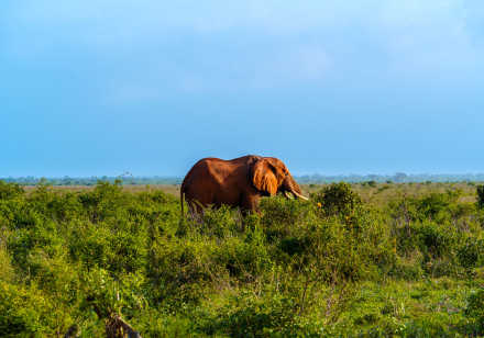 4 Days Safari - Tsavo East, Tsavo West and Saltlick from Mombasa