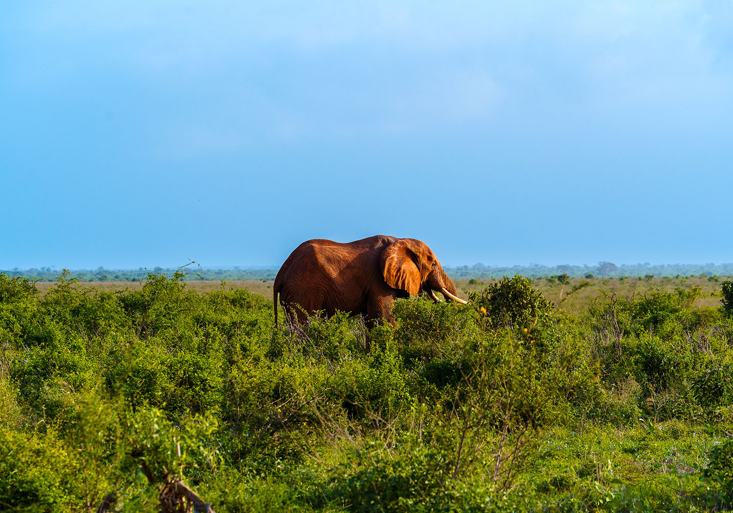 4 Days Safari - Tsavo East, Tsavo West and Saltlick from Mombasa