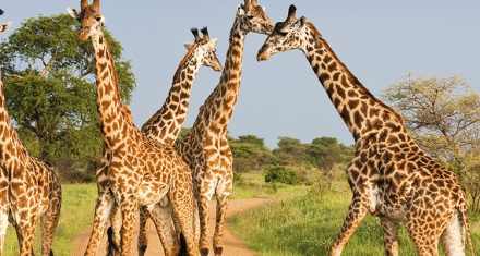 8日卢旺达大猩猩、阿卡盖拉野生动物与灵长类Safari之旅