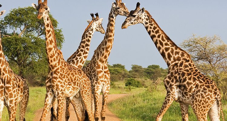 8-Day Rwanda Gorilla, Akagera Safari And Primates Safari Experiences