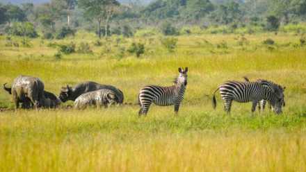 3天尼雷尔国家公园(塞卢斯禁猎区)Safari之旅(桑给巴尔岛出发)