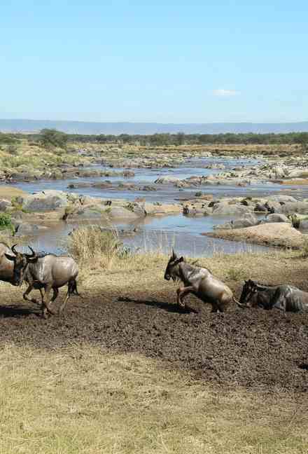 3-Day Masai Mara Safari from Nairobi