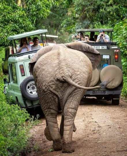 5-Day Tanzania Shared Camping Safari – Tarangire, Serengeti, Ngorongoro & Lake Manyara
