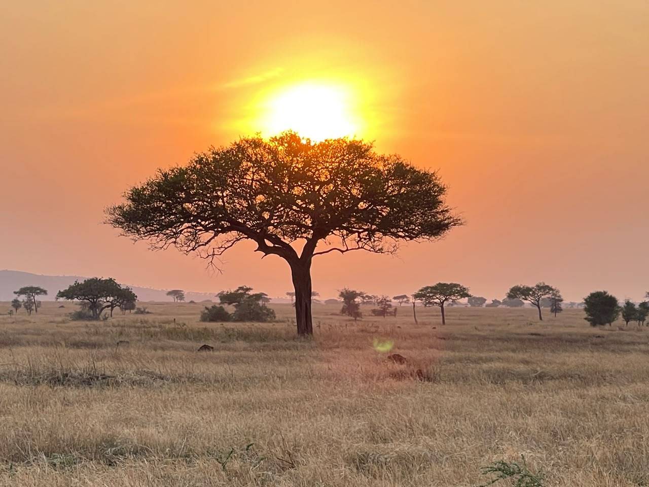4-Day Tanzania Wildlife Safari – Group Joining Safari