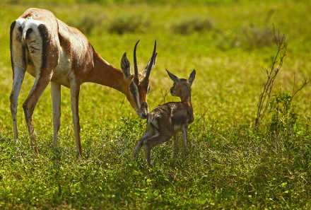 3-Day Tanzania Shared Camping Safari – Lake Manyara, Ngorongoro & Tarangire