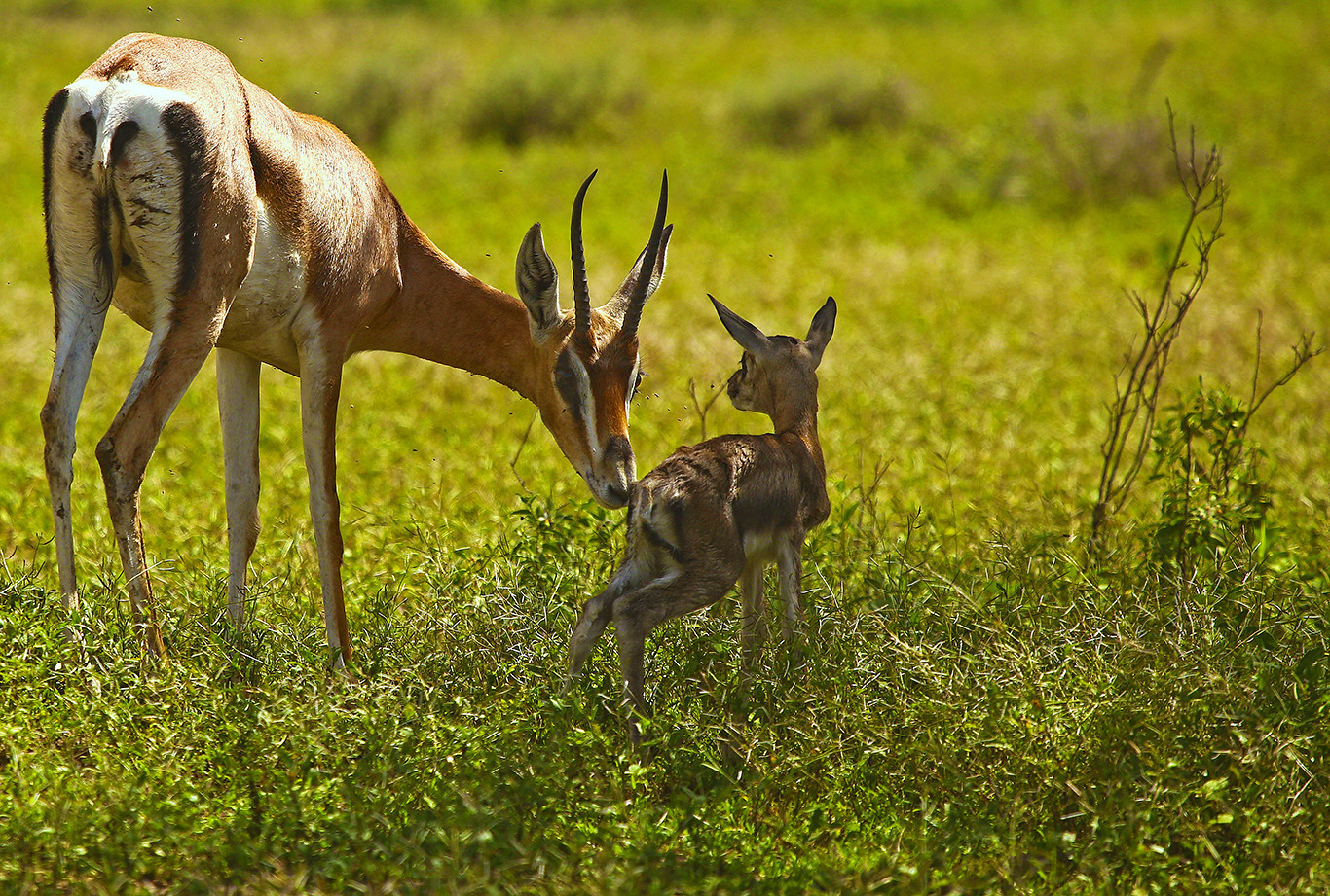 3-Day Tanzania Shared Camping Safari – Lake Manyara, Ngorongoro & Tarangire