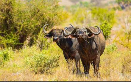 9 Days Kenya and Tanzania Combined Safari