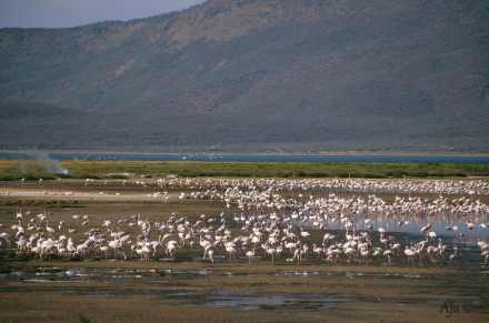 6 Days / 5 Nights – Kenya's Rift Valley Soda Lakes & Maasai Mara Camping Safari 