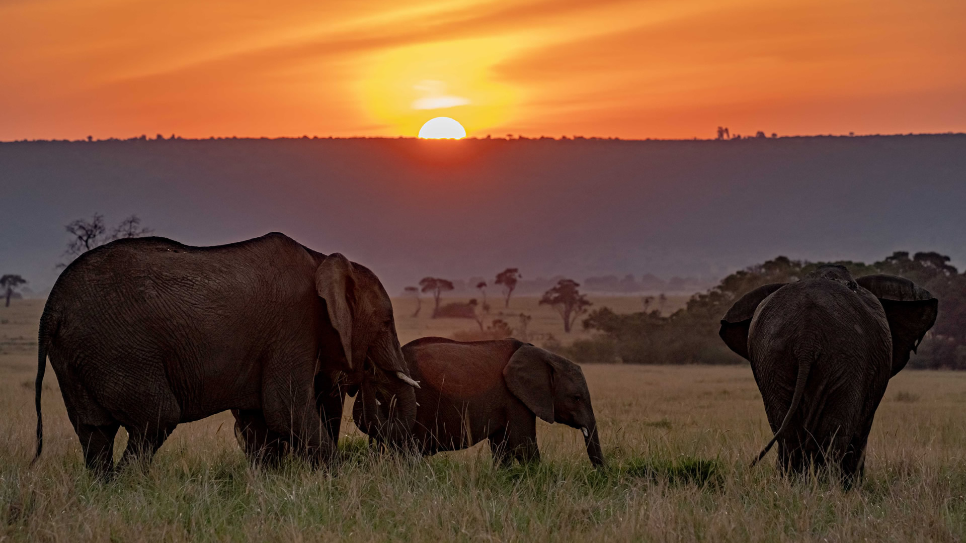 5-Day Masai Mara, Lake Nakuru & Lake Naivasha Safari