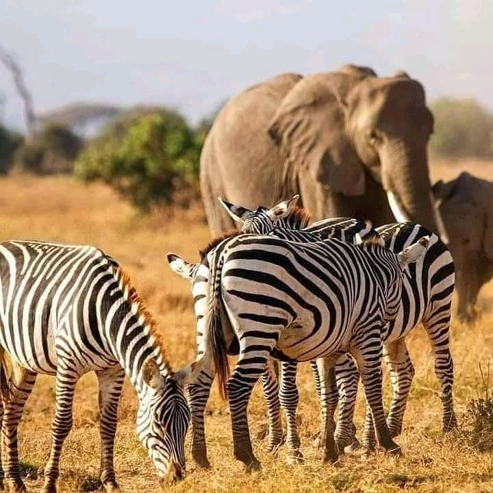6 Day Tanzania Group Joining Safari Wildlife and Cultural Adventure