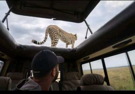 5 Day Unforgettable Tanzania Shared group join Safari Wildlife