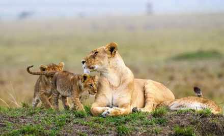 3-Day wildlife and cultural experience in Tanzania