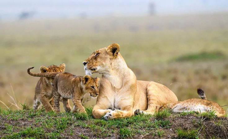 3-Day wildlife and cultural experience in Tanzania