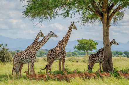 2 Days – Mikumi National Park and Maasai Boma Visit (Cultural and Wildlife Experience)
