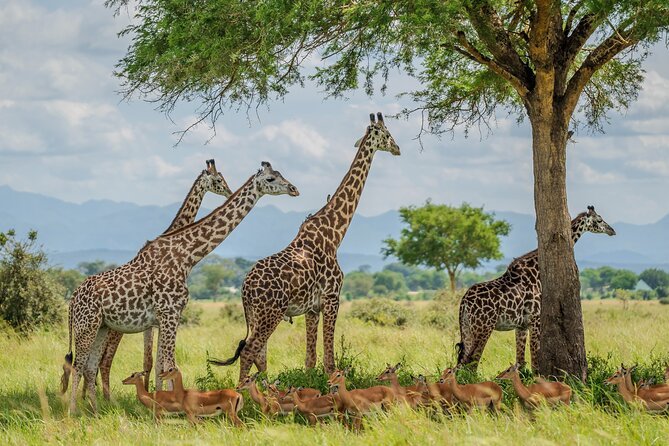 2 Days – Mikumi National Park and Maasai Boma Visit (Cultural and Wildlife Experience)