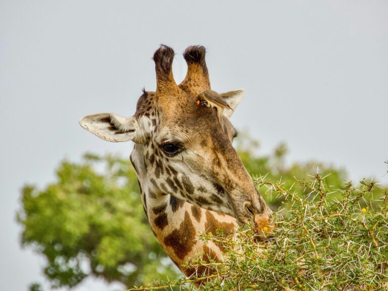 4-Day Tanzania Safari and Cultural Experience Tour
