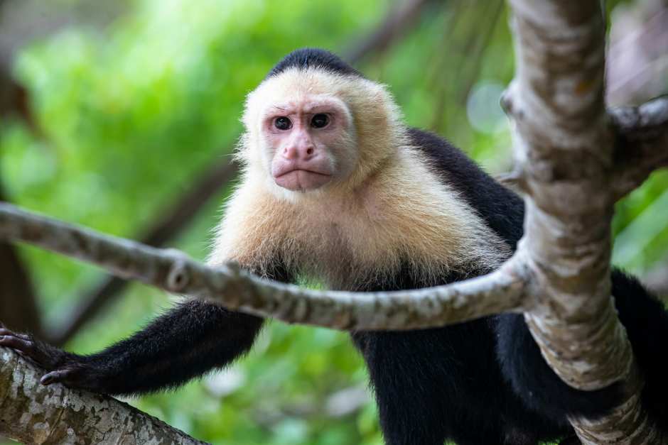Main photo of Costa Rica
