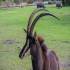 Safari Tour O