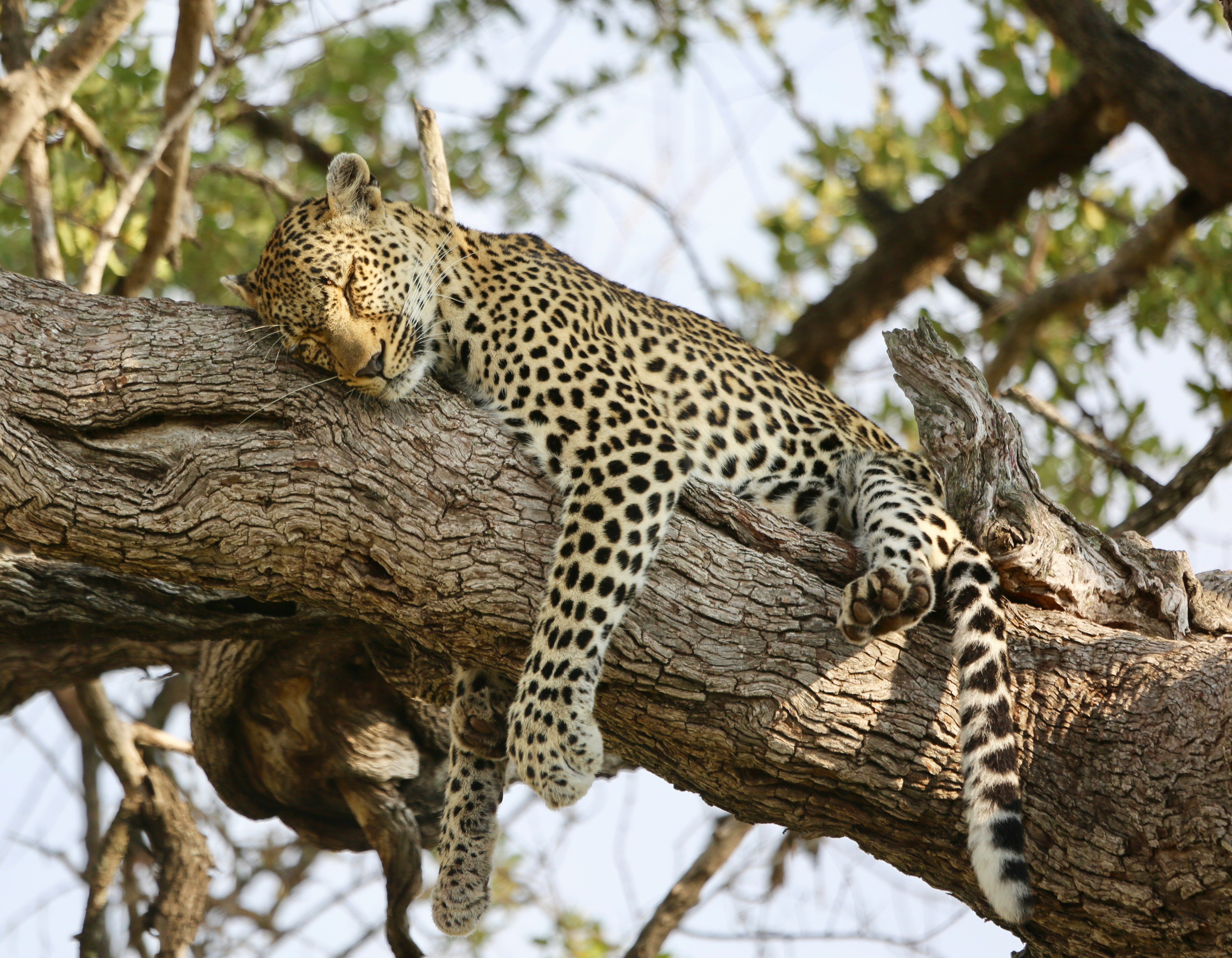 3-Day Kenya Safari